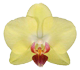 گل ارکیده فالانوپسیس نورا